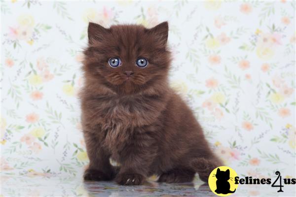 British Shorthair kitten for sale