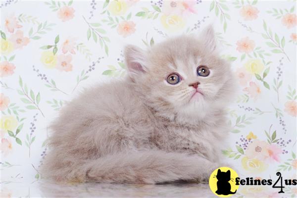 British Shorthair kitten for sale