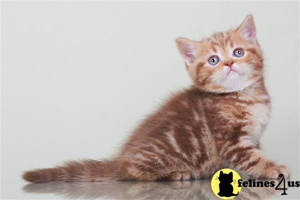 British Shorthair kitten for sale