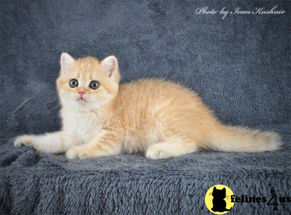 British Shorthair kitten for sale