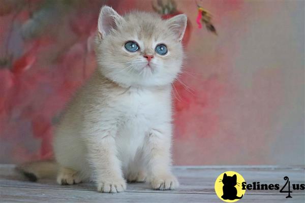 British Shorthair kitten for sale