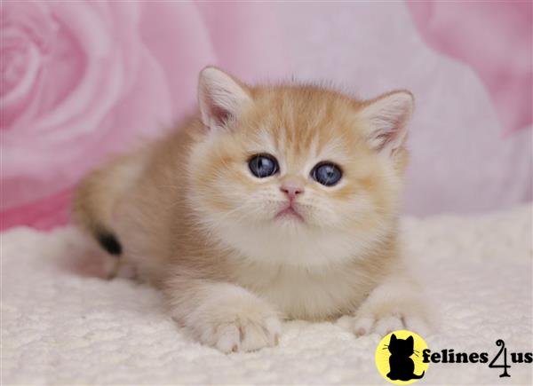 British Shorthair kitten for sale