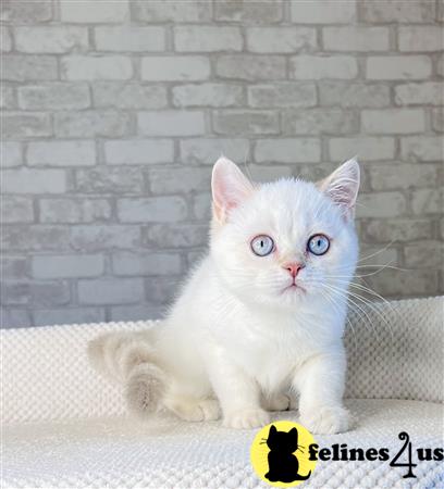 British Shorthair kitten for sale