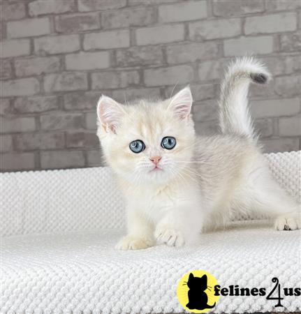 British Shorthair kitten for sale