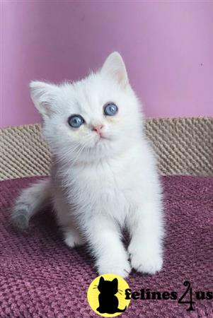 British Shorthair kitten for sale