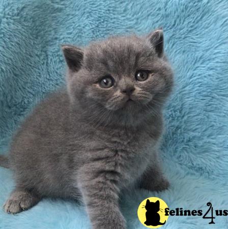 British Shorthair kitten for sale