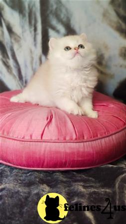 British Shorthair kitten for sale