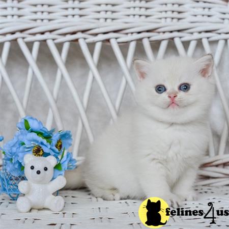 British Shorthair kitten for sale