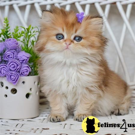 British Shorthair kitten for sale