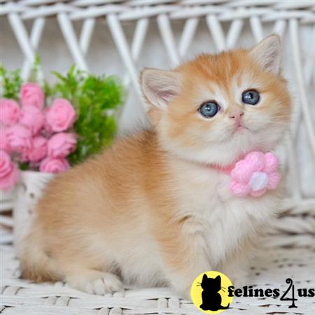 British Shorthair kitten for sale