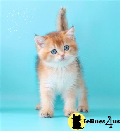 British Shorthair kitten for sale