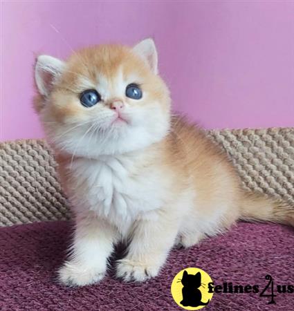 British Shorthair kitten for sale