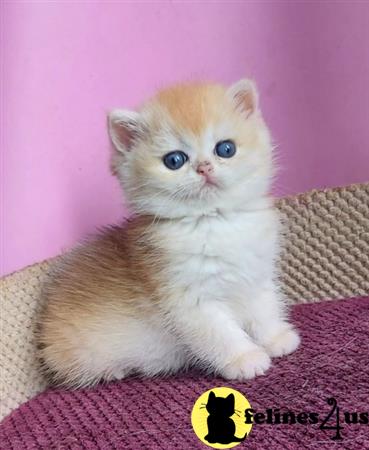 British Shorthair kitten for sale