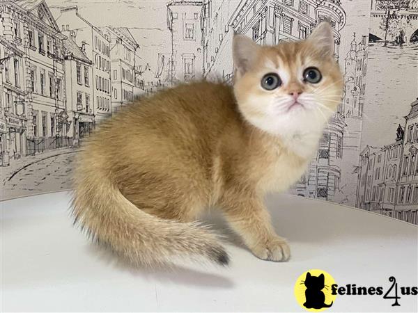 British Shorthair kitten for sale