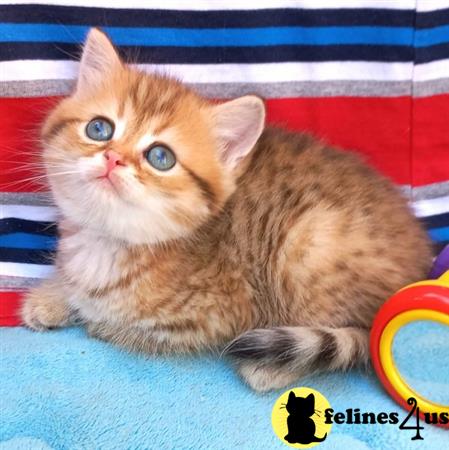 British Shorthair kitten for sale