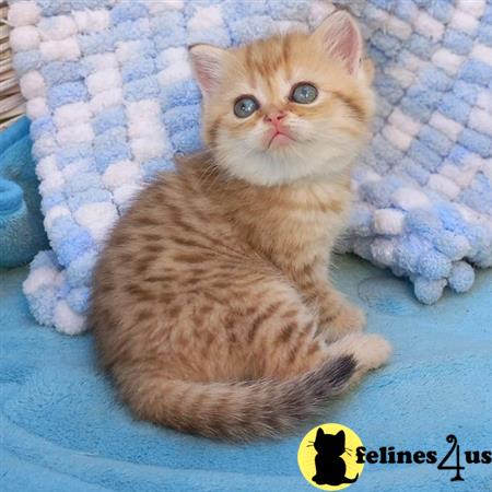 British Shorthair kitten for sale