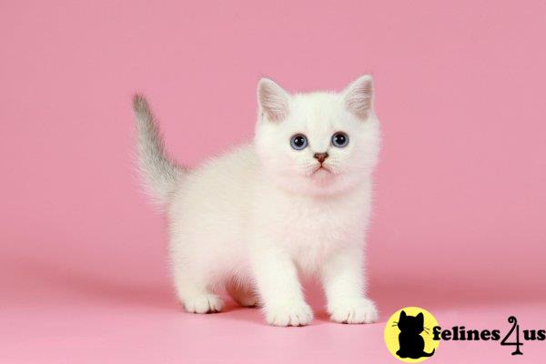 British Shorthair kitten for sale