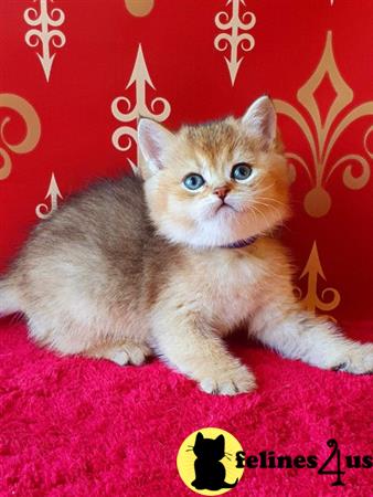 British Shorthair kitten for sale