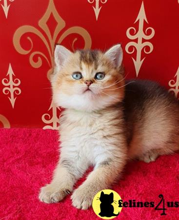 British Shorthair kitten for sale