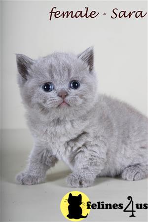 British Shorthair kitten for sale