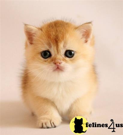 British Shorthair kitten for sale