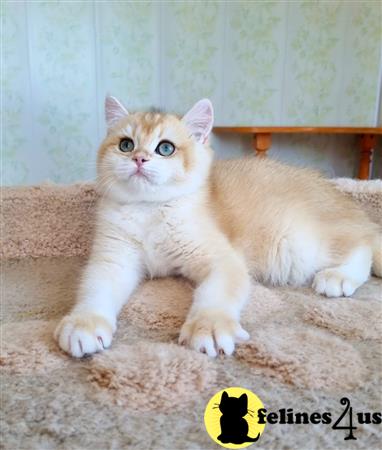 British Shorthair kitten for sale