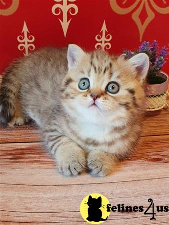 British Shorthair kitten for sale