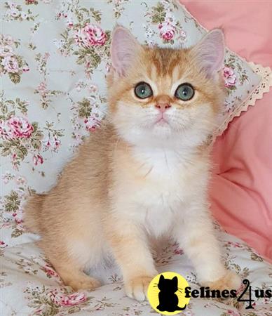 British Shorthair kitten for sale