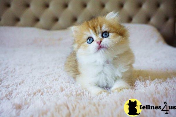 British Shorthair kitten for sale