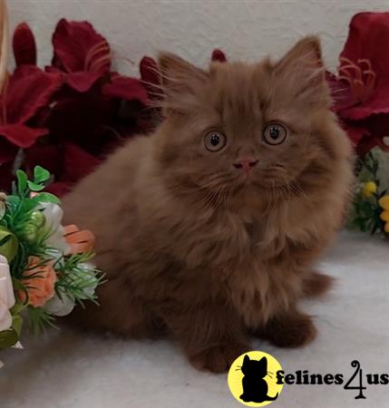 British Shorthair kitten for sale