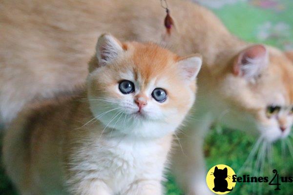 British Shorthair kitten for sale