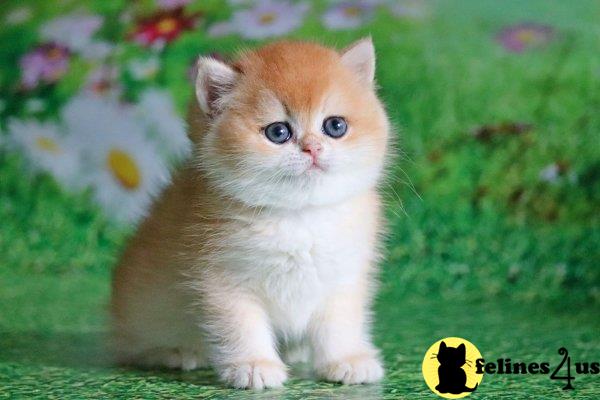 British Shorthair kitten for sale