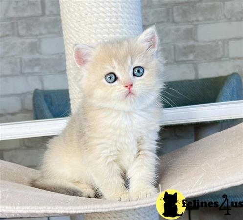 British Shorthair kitten for sale