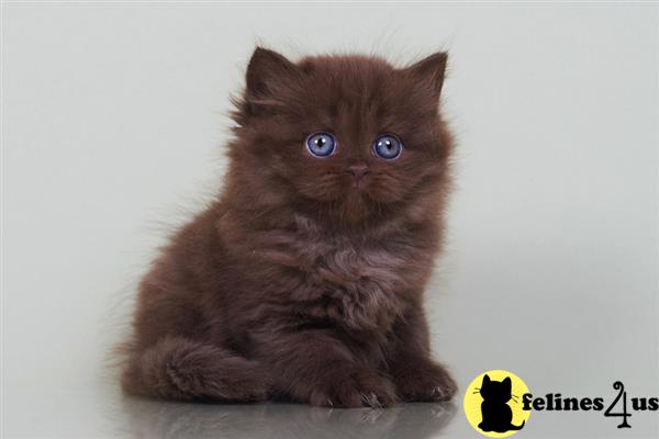 British Shorthair kitten for sale