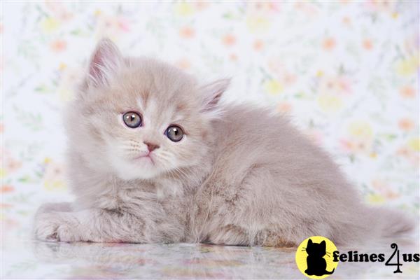 British Shorthair kitten for sale