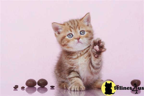 British Shorthair kitten for sale