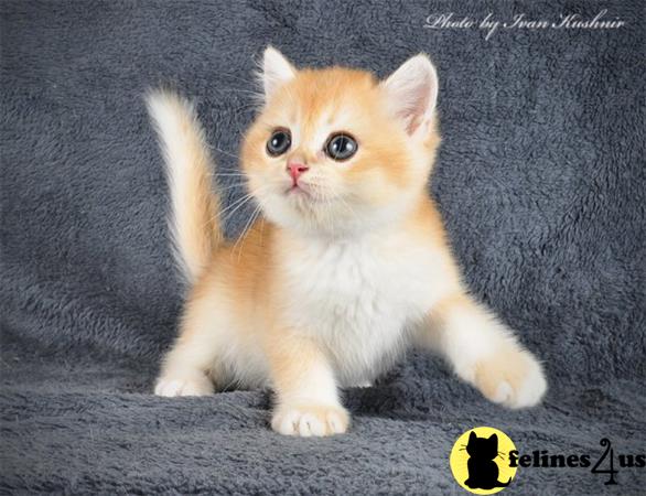 British Shorthair kitten for sale