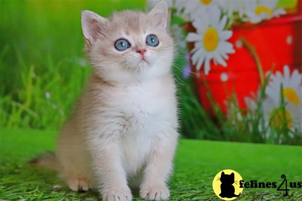 British Shorthair kitten for sale