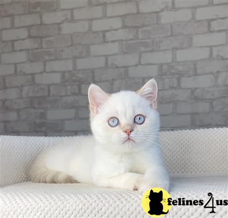 British Shorthair kitten for sale