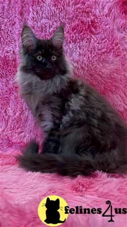 Maine Coon kitten for sale