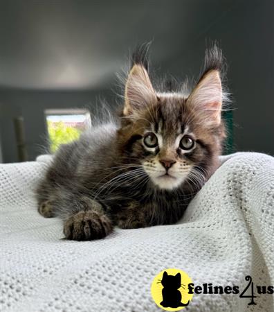 Maine Coon kitten for sale