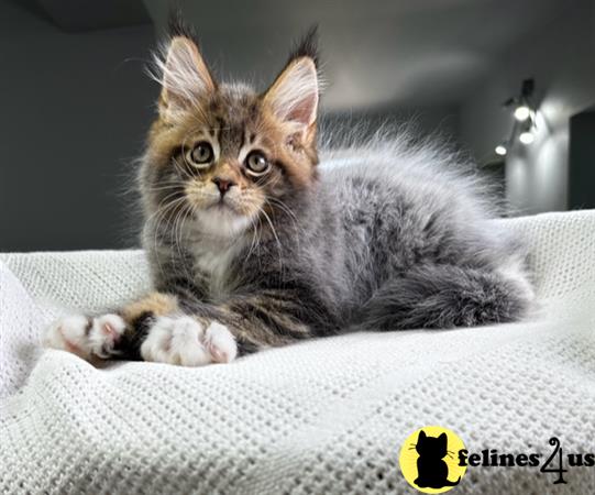 Maine Coon kitten for sale