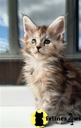 Maine Coon kitten for sale