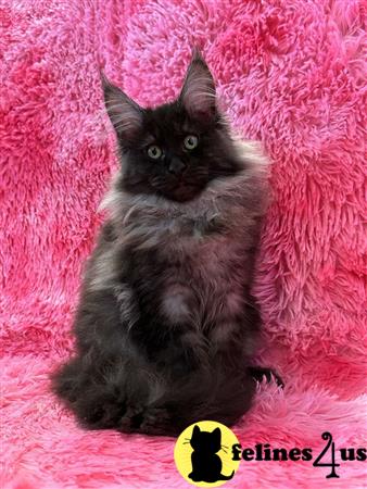 Maine Coon kitten for sale