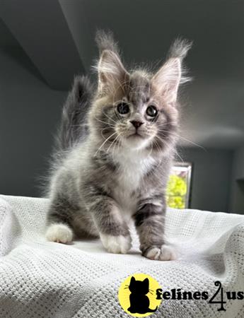 Maine Coon kitten for sale