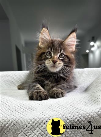 Maine Coon kitten for sale