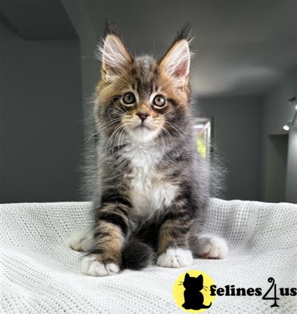 Maine Coon kitten for sale