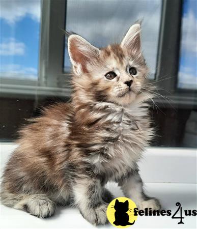 Maine Coon kitten for sale