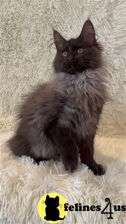 Maine Coon kitten for sale