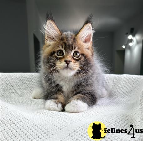 Maine Coon kitten for sale